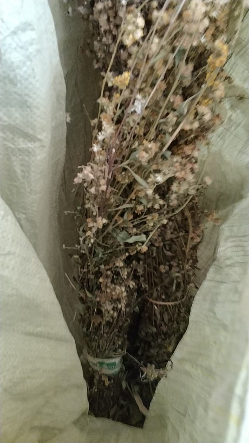 贵州中药材正品一枝黄花一束黄花包邮