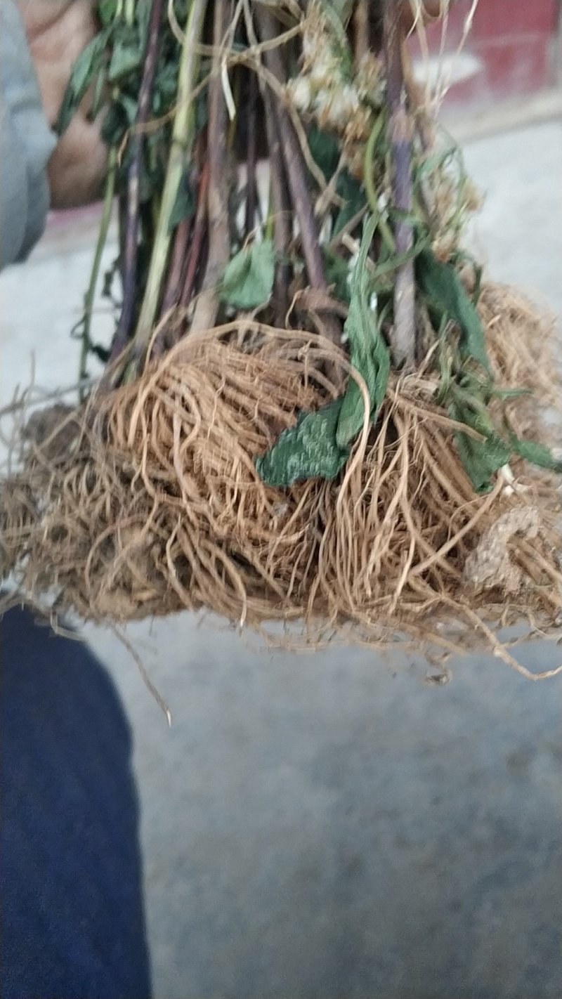 贵州中药材正品一枝黄花一束黄花包邮