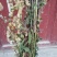 贵州中药材正品一枝黄花一束黄花包邮