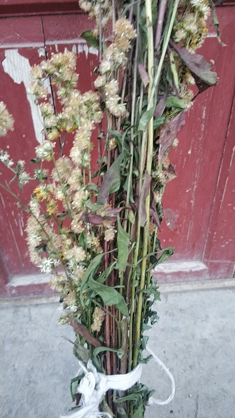 贵州中药材正品一枝黄花一束黄花包邮