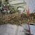 贵州中药材正品一枝黄花一束黄花包邮