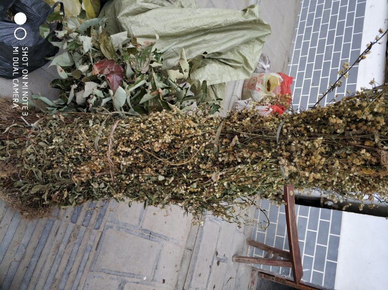 贵州中药材正品一枝黄花一束黄花包邮