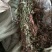 贵州中药材正品一枝黄花一束黄花包邮