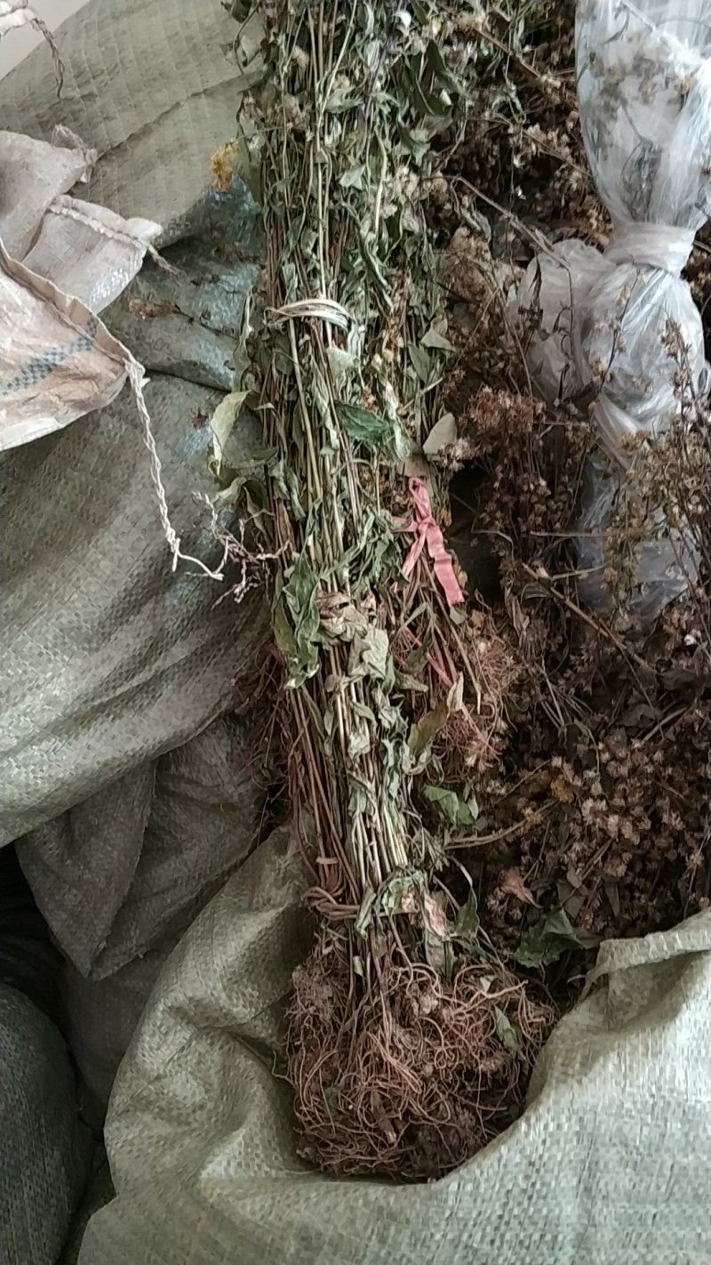 贵州中药材正品一枝黄花一束黄花包邮