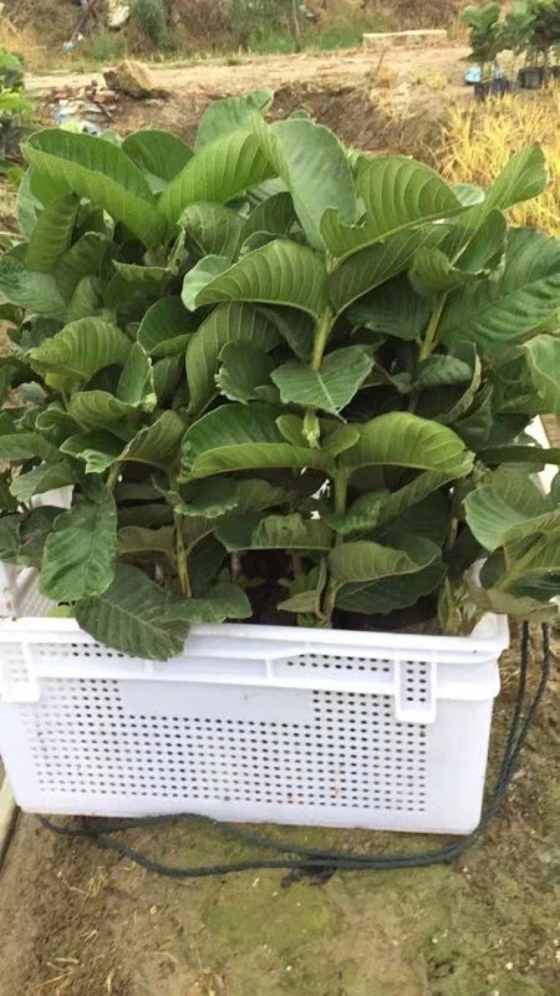 西瓜芭乐红宝石番石榴苗30~50cm
