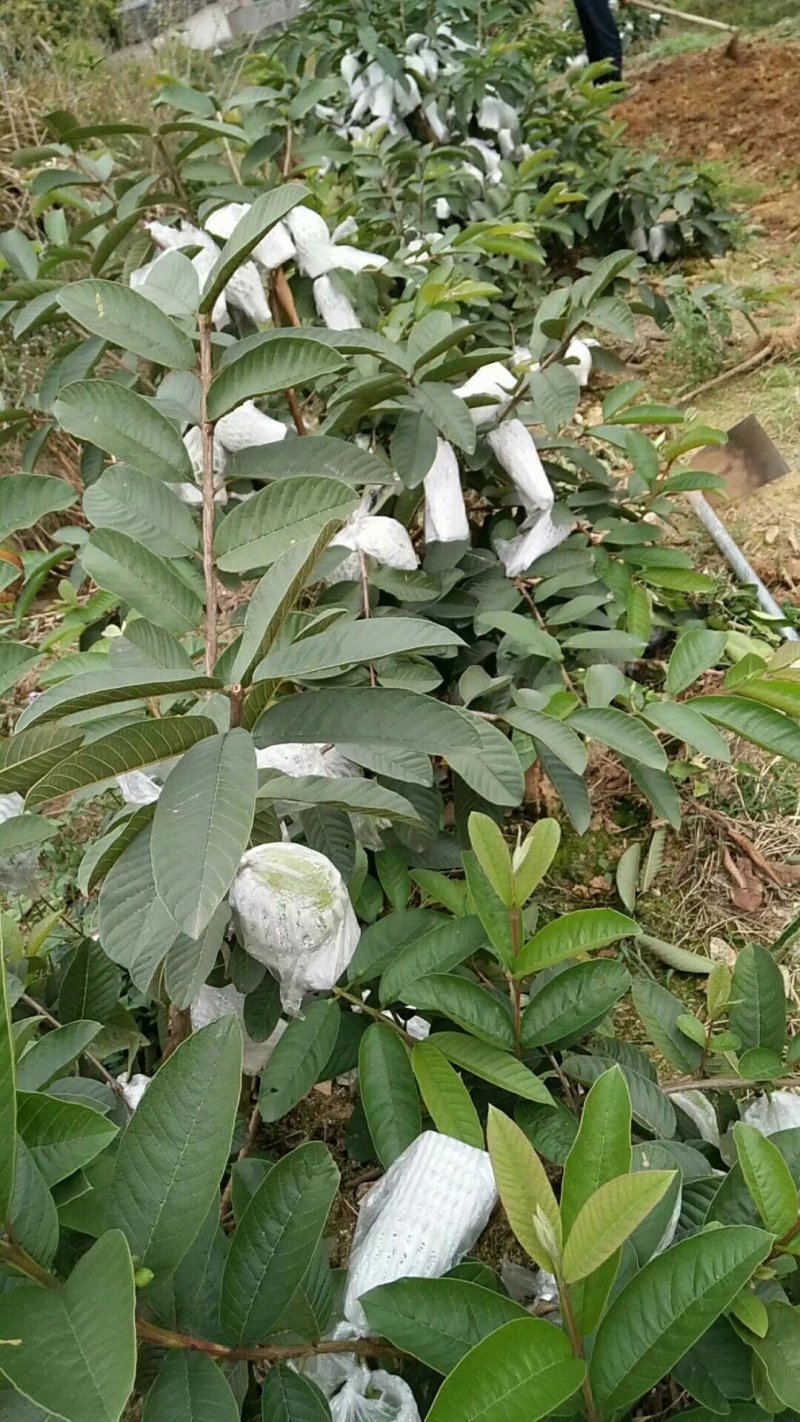 西瓜芭乐红宝石番石榴苗30~50cm