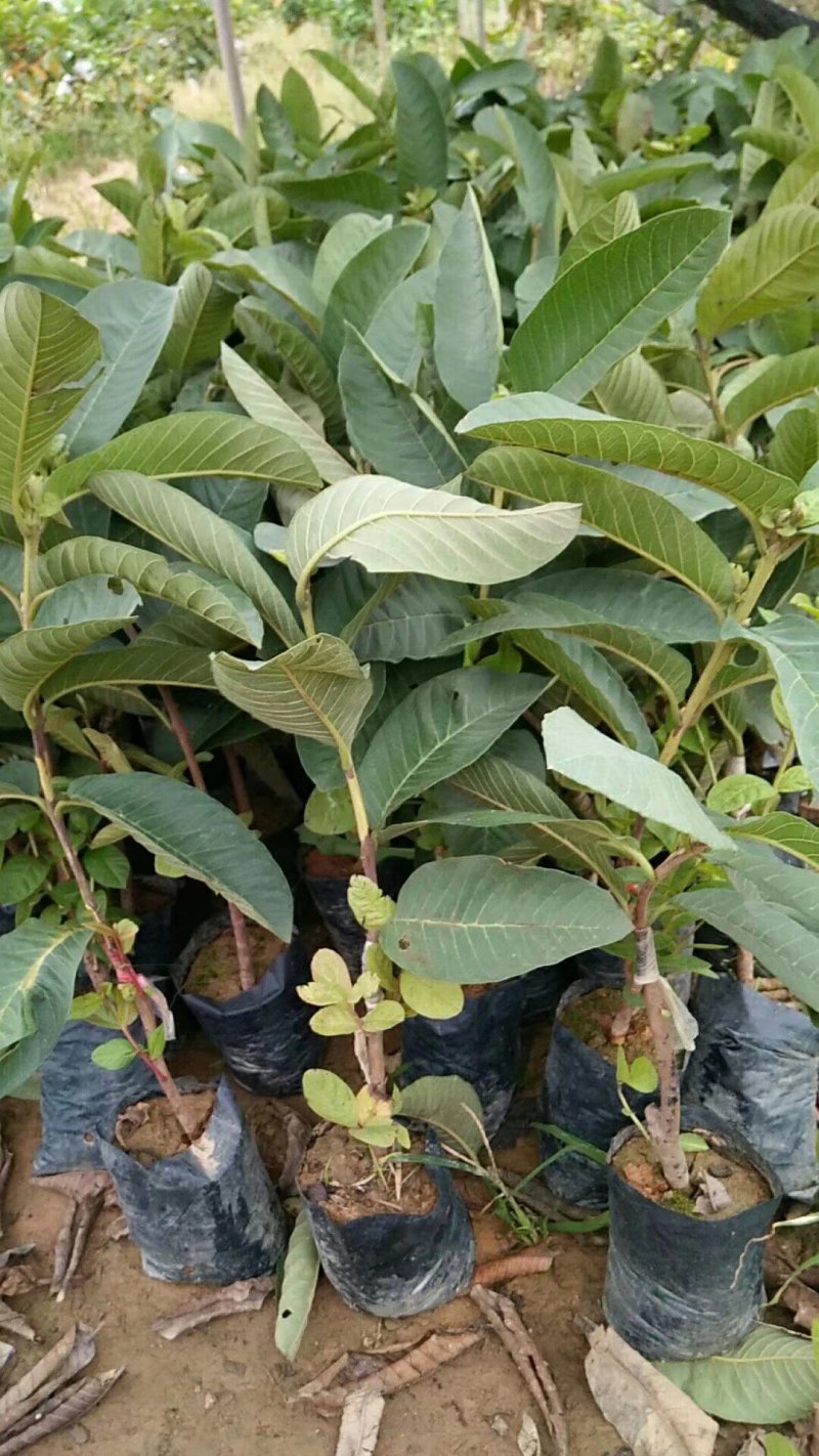 西瓜芭乐红宝石番石榴苗30~50cm