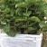 红宝石芭乐苗番石榴红心巴乐