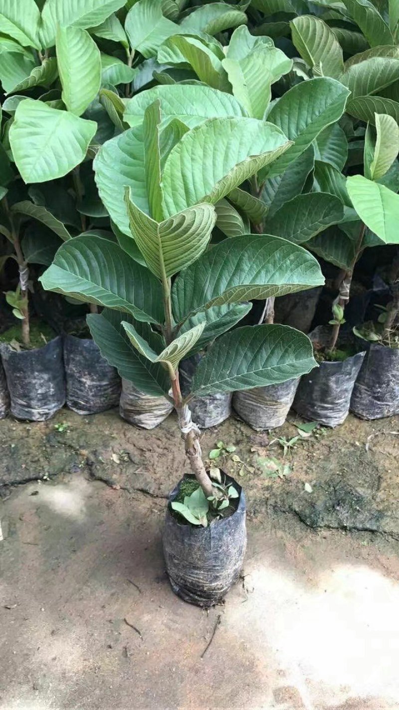 红宝石芭乐苗番石榴红心巴乐