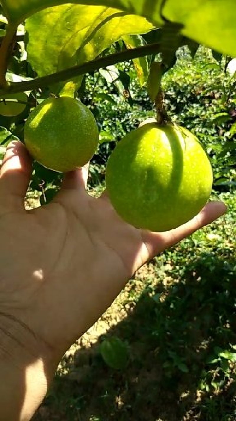 哥伦比亚黄金百香果种苗20~30cm