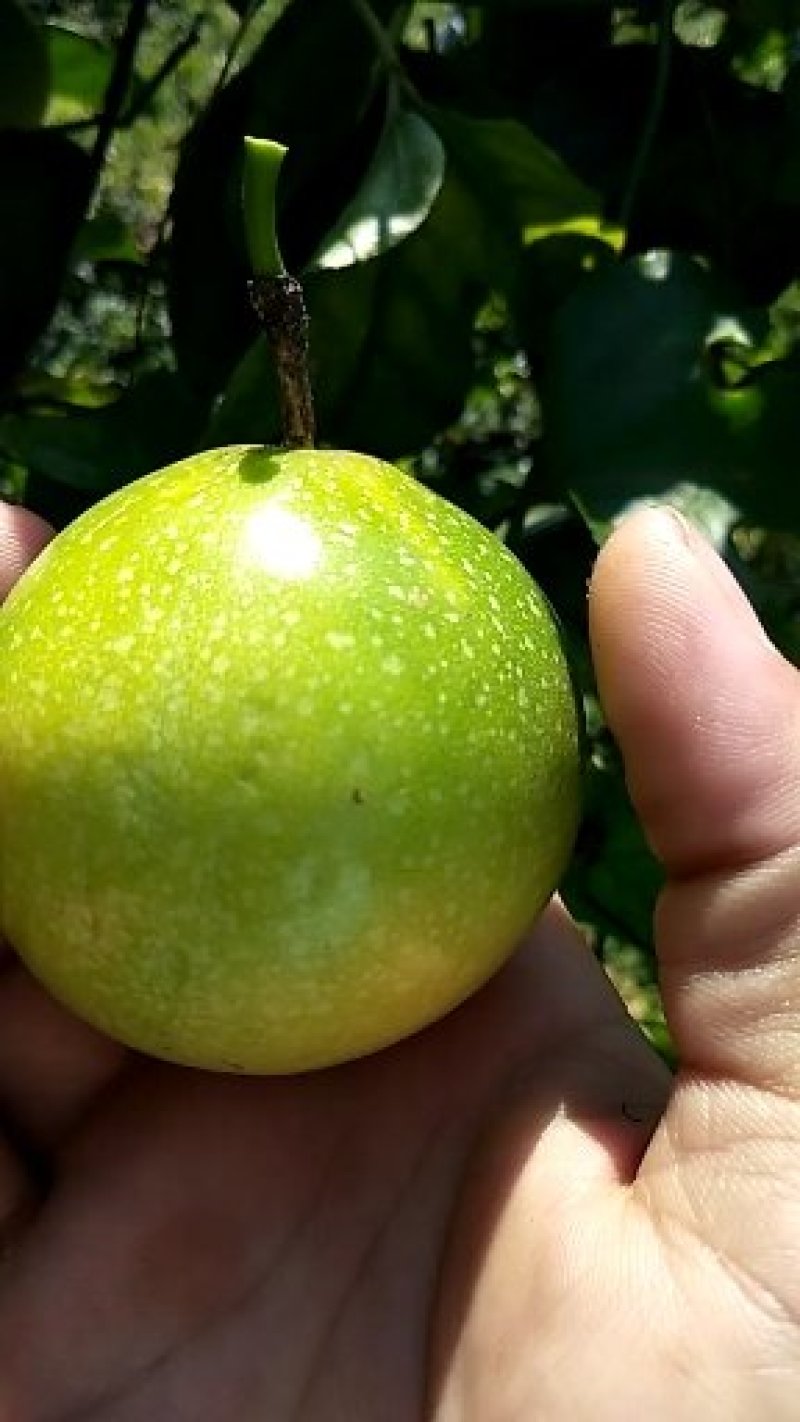 哥伦比亚黄金百香果种苗20~30cm