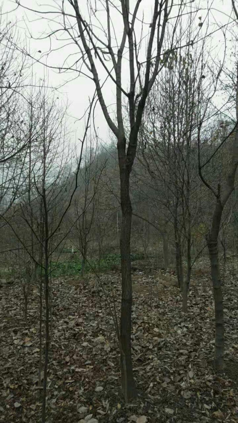 栾树