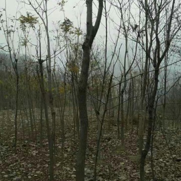 栾树