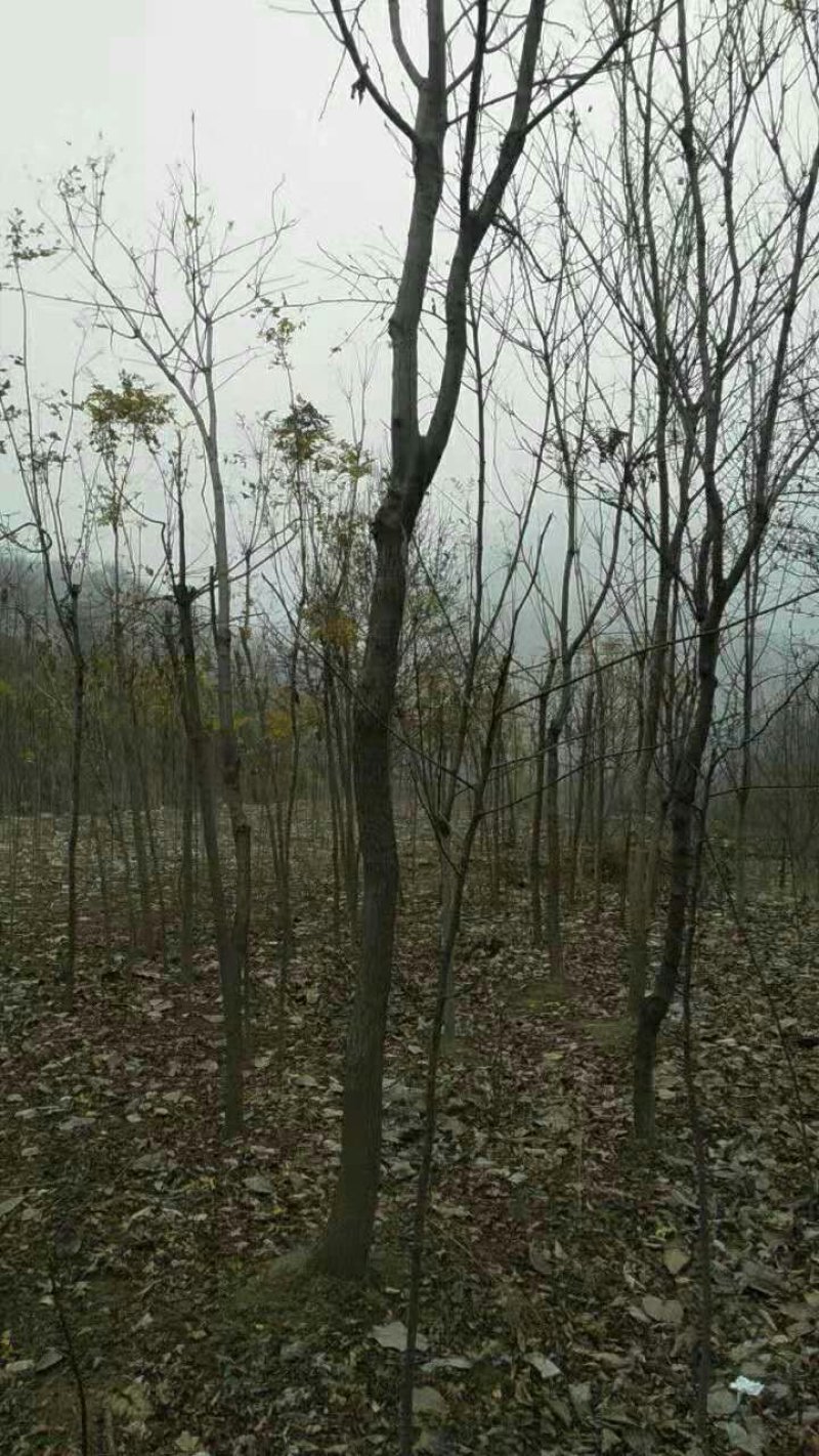栾树