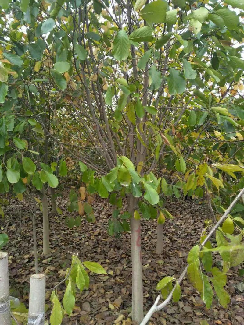 玉兰
