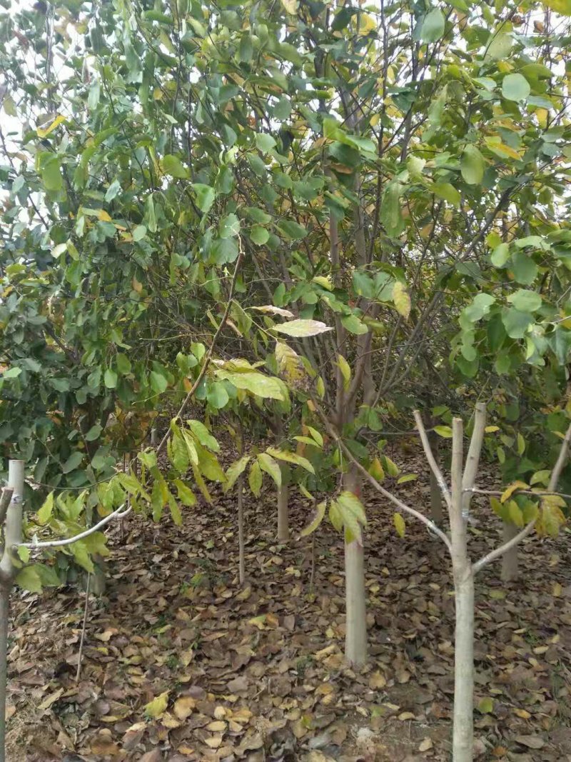 玉兰