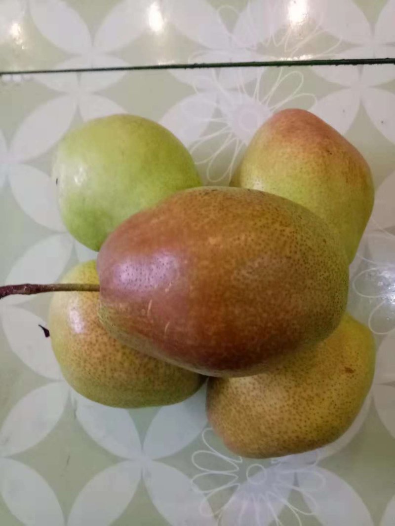 梨树红香酥