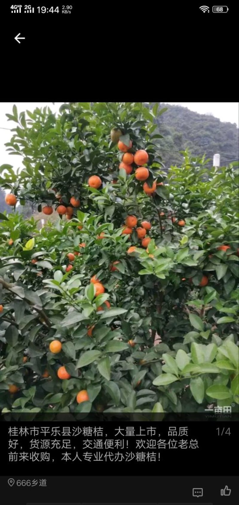 代办沙塘桔，货源充足，质量扛扛的