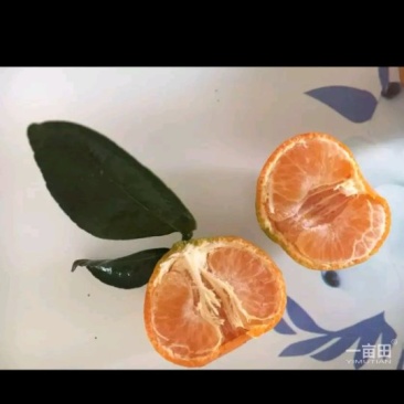 代办沙塘桔，货源充足，质量扛扛的