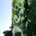 莲藕种苗