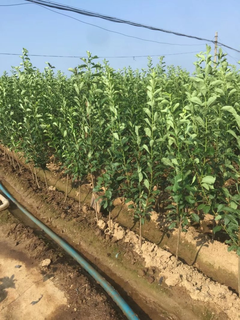 大红袍李子苗，2年苗，口感好，提供栽植技术
