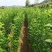 大红袍李子苗，2年苗，口感好，提供栽植技术