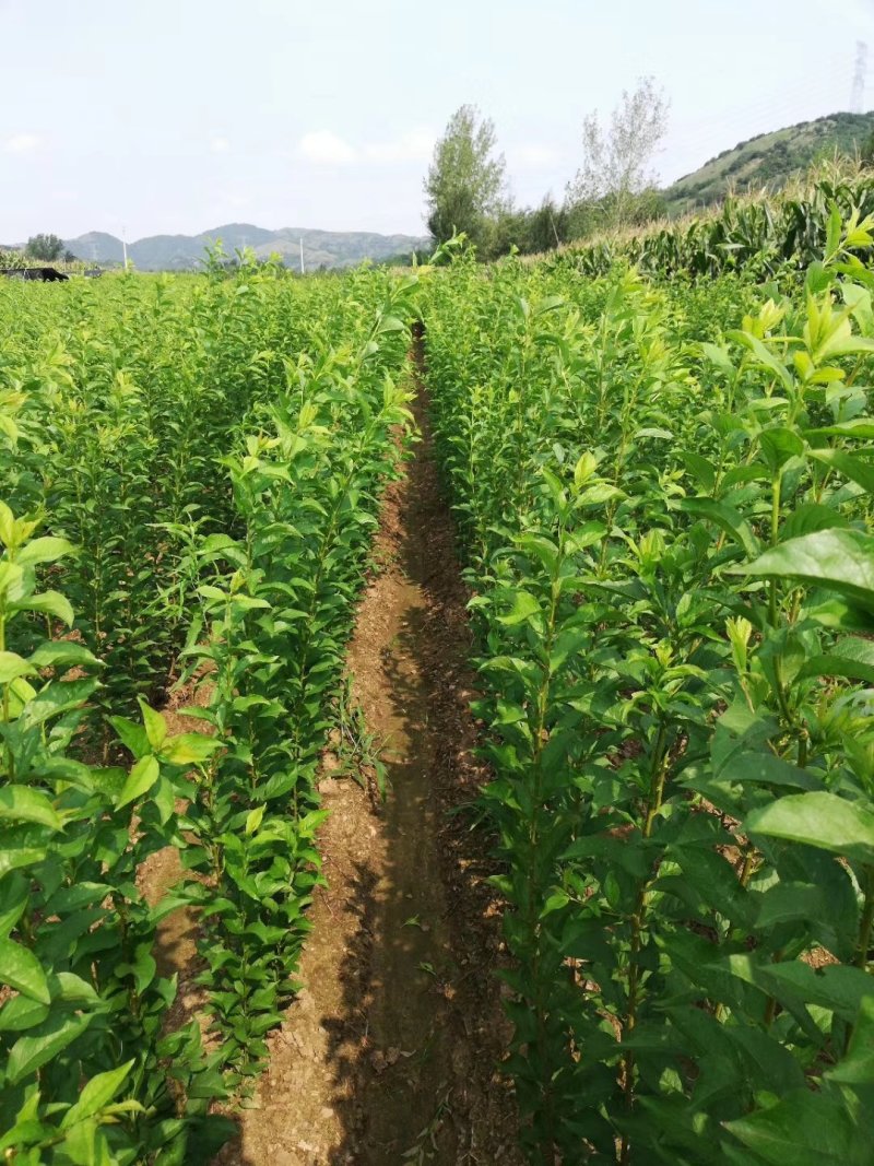 大红袍李子苗，2年苗，口感好，提供栽植技术