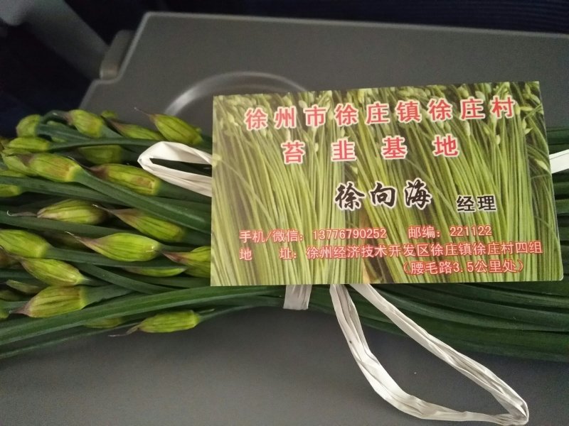 中华四季苔韭王韭菜种子