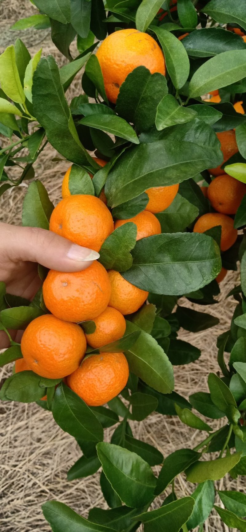 柑橘沙糖桔