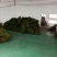 钩藤，钩藤鲜货，钩藤双钩。