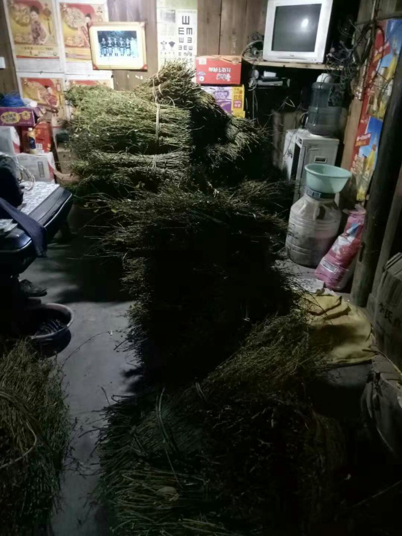 钩藤，钩藤鲜货，钩藤双钩。