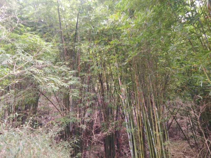 竹子