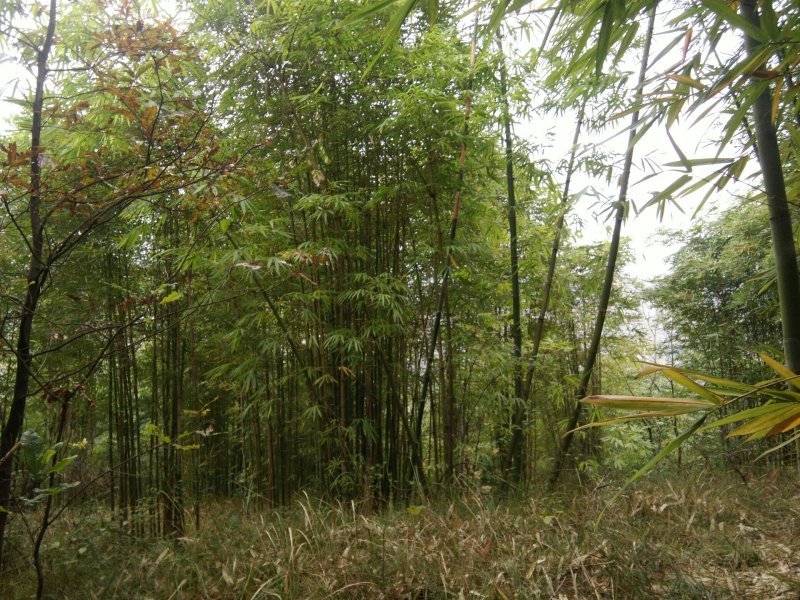 竹子