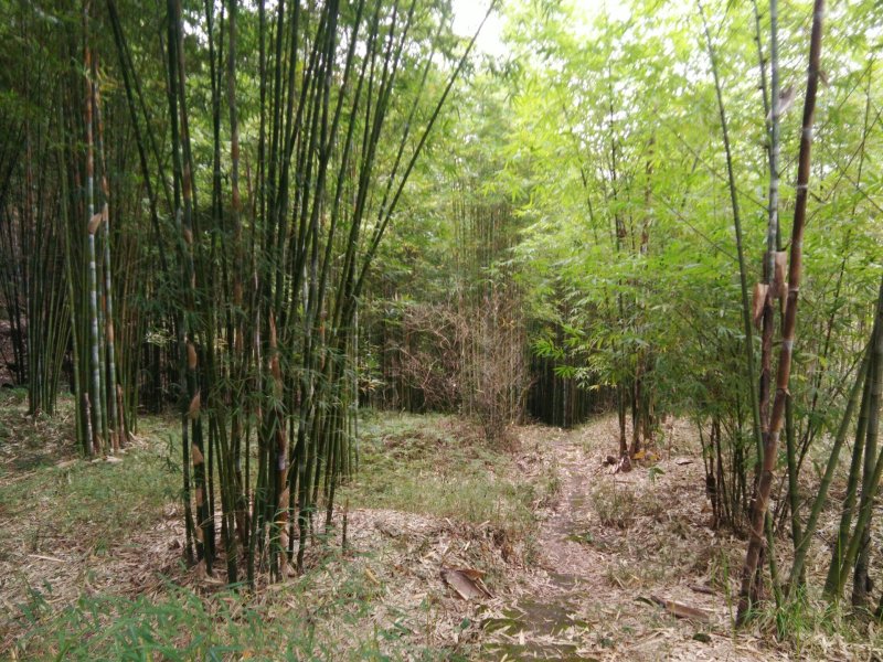 竹子