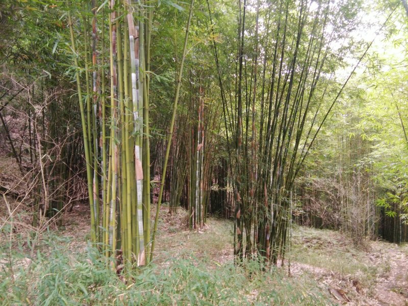 竹子