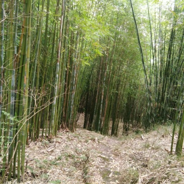 竹子