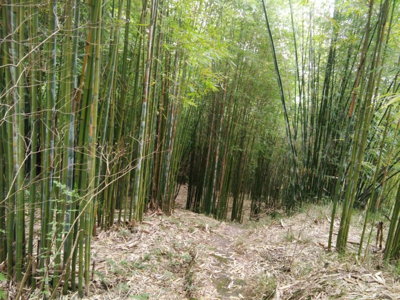 竹子