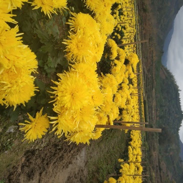 金丝皇菊
