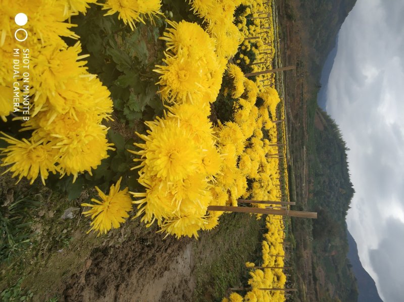 金丝皇菊