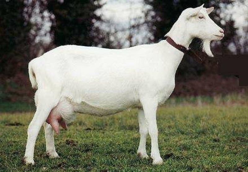 山东活羊肉山羊体格大生长快肌肉多脂肪少出肉率高