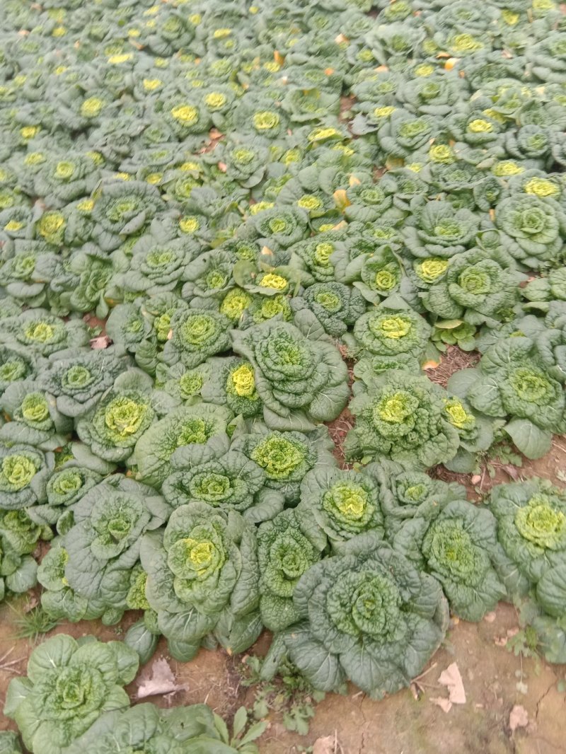 黄心菜