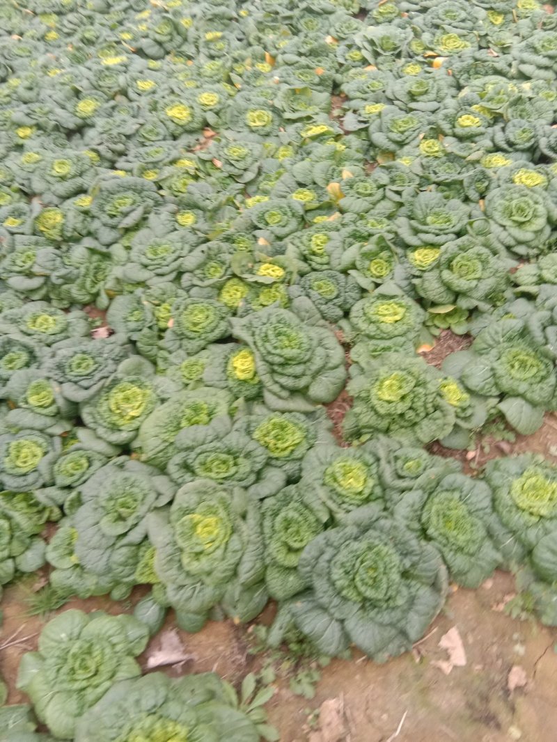 黄心菜