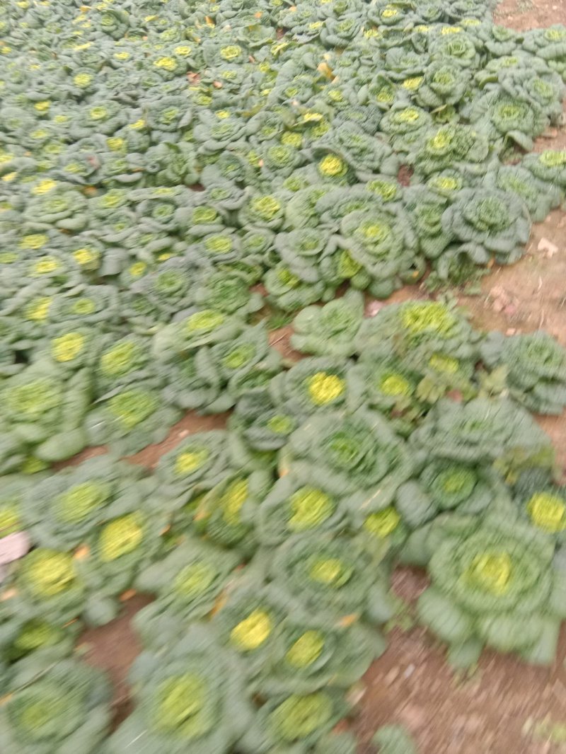 黄心菜