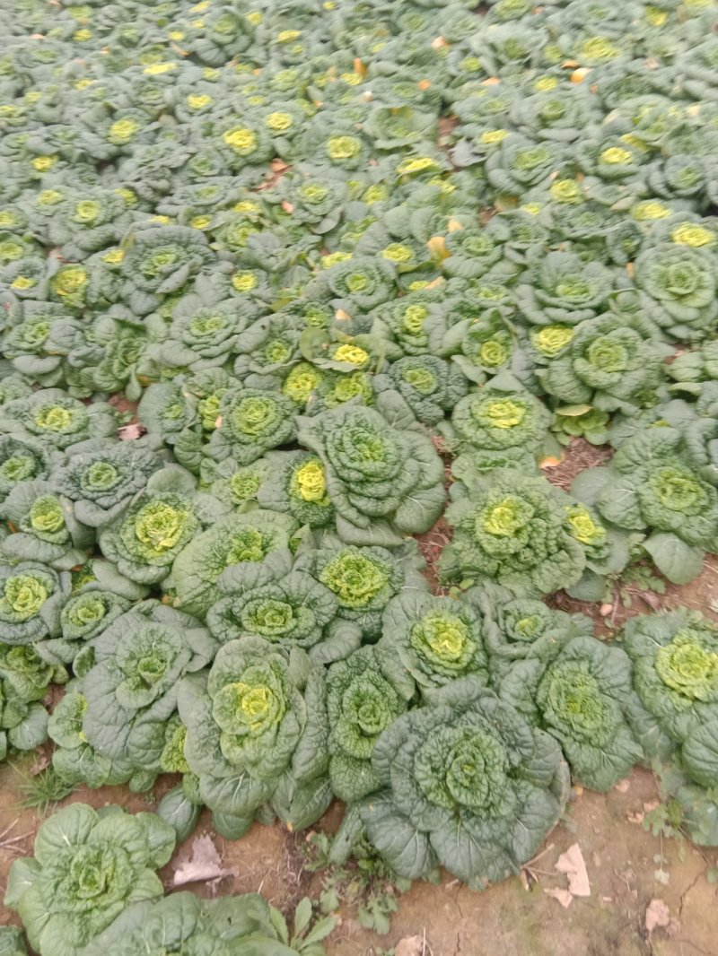 黄心菜