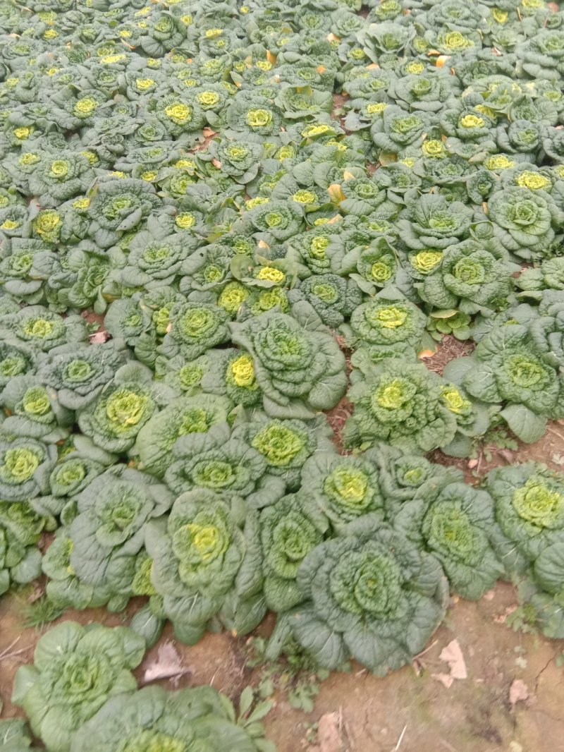 黄心菜