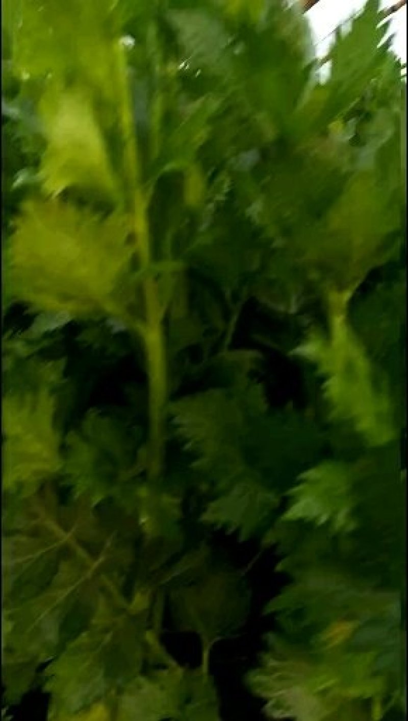 好芹菜