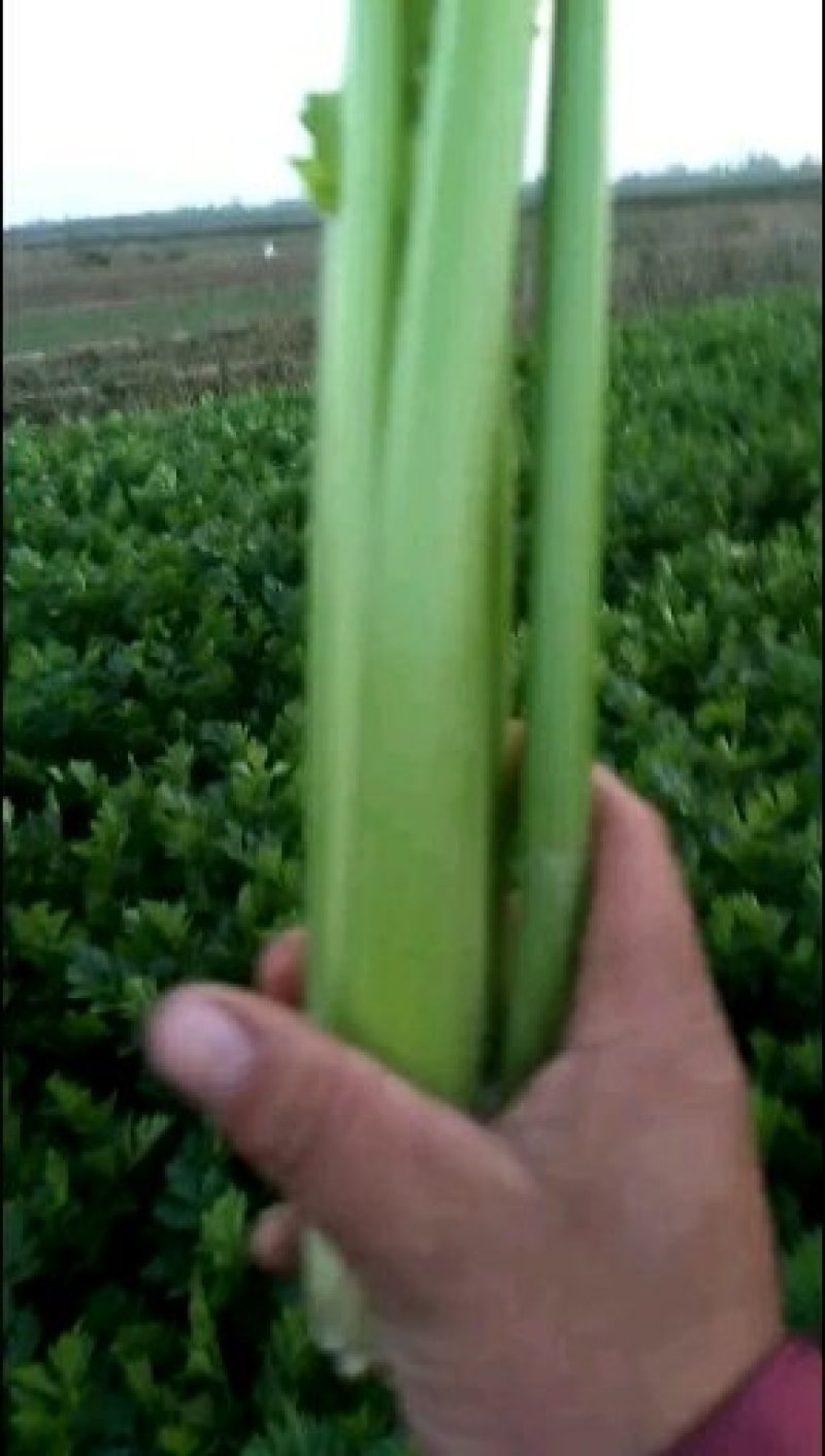 好芹菜
