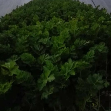 好芹菜