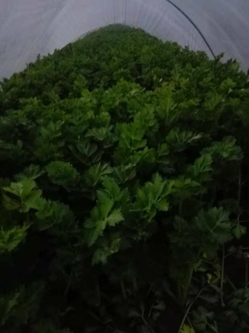 好芹菜