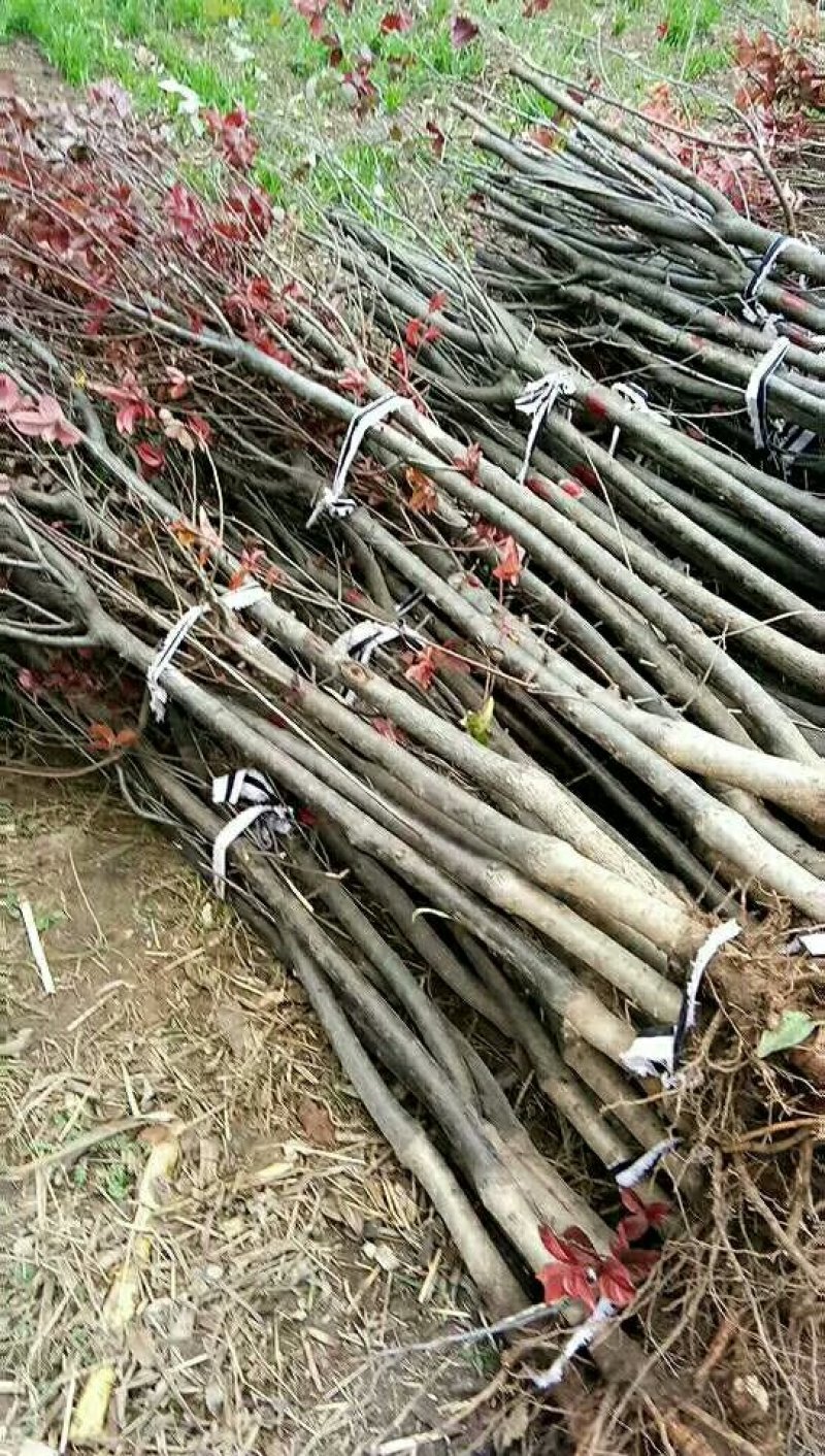 河南省焦作市辛红苗圃，专供各种果树苗绿化树